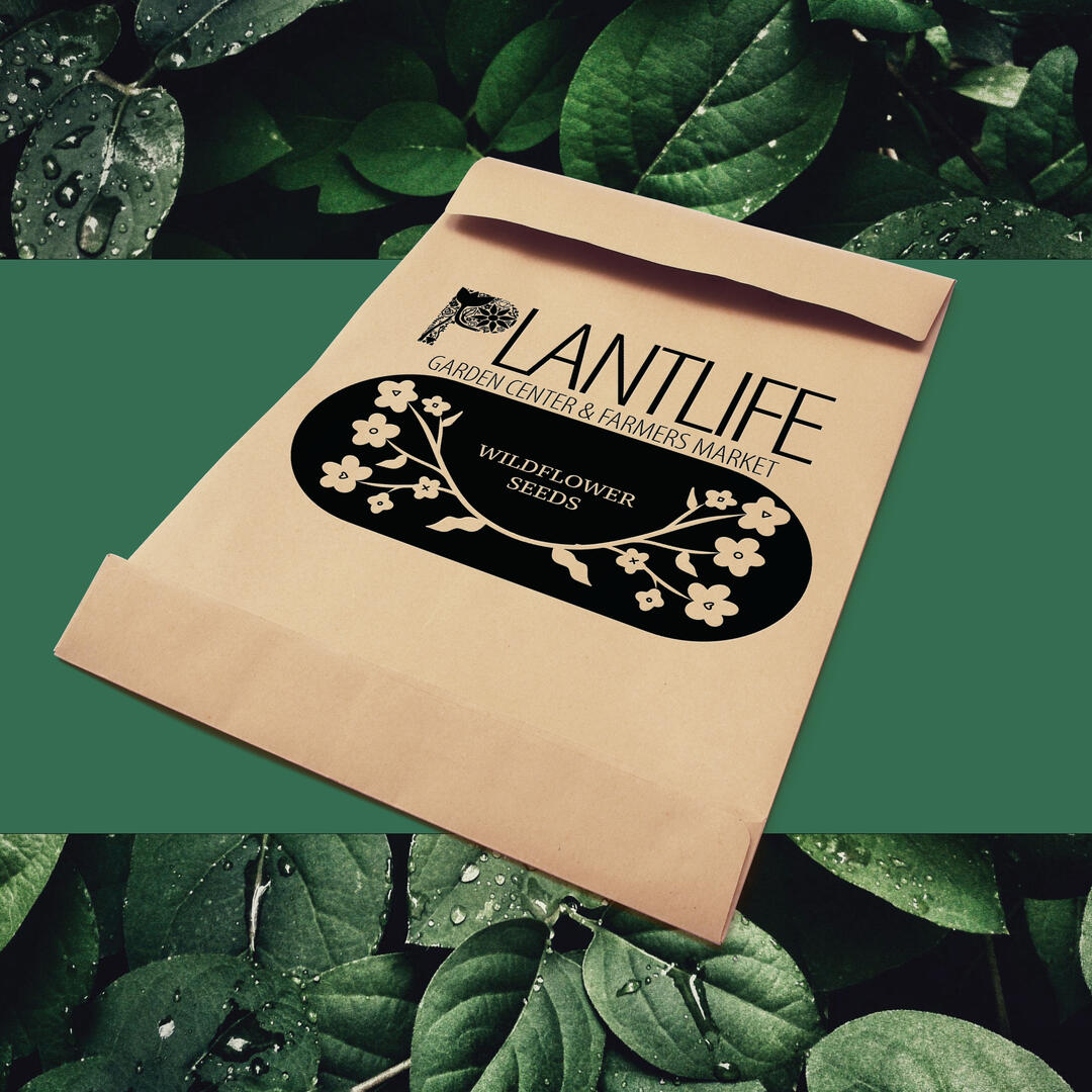 Marketing & Creative Director Marketing & Creative Director